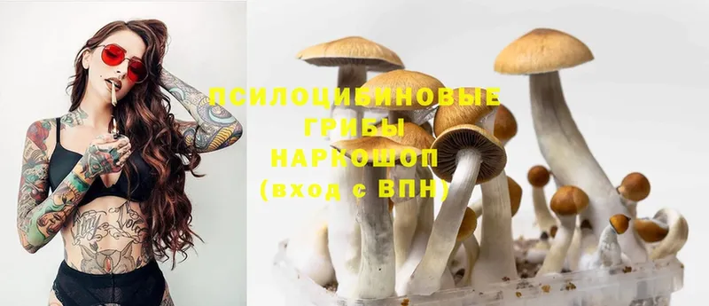 купить наркоту  Рудня  Псилоцибиновые грибы Magic Shrooms 